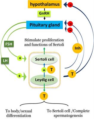 Frontiers Effects of dioxins on animal spermatogenesis A state